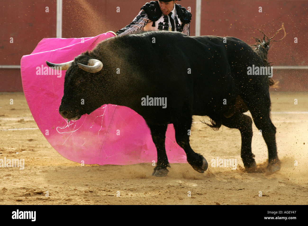 The bull being cheated by Juan Manuel Benitez Stock Photo