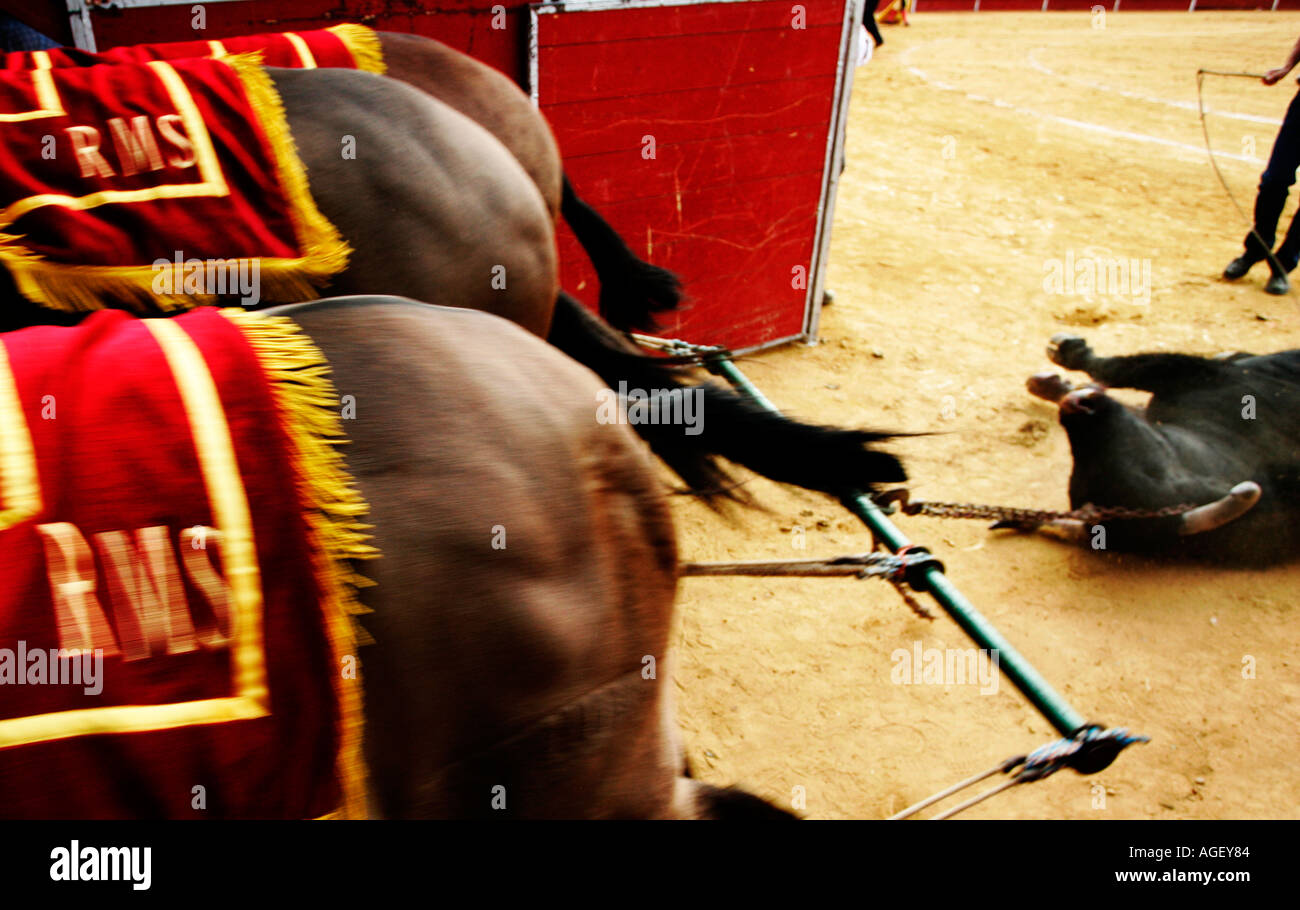 Mules dragging a bull carcass from arena, Spain, 2005 Stock Photo - Alamy