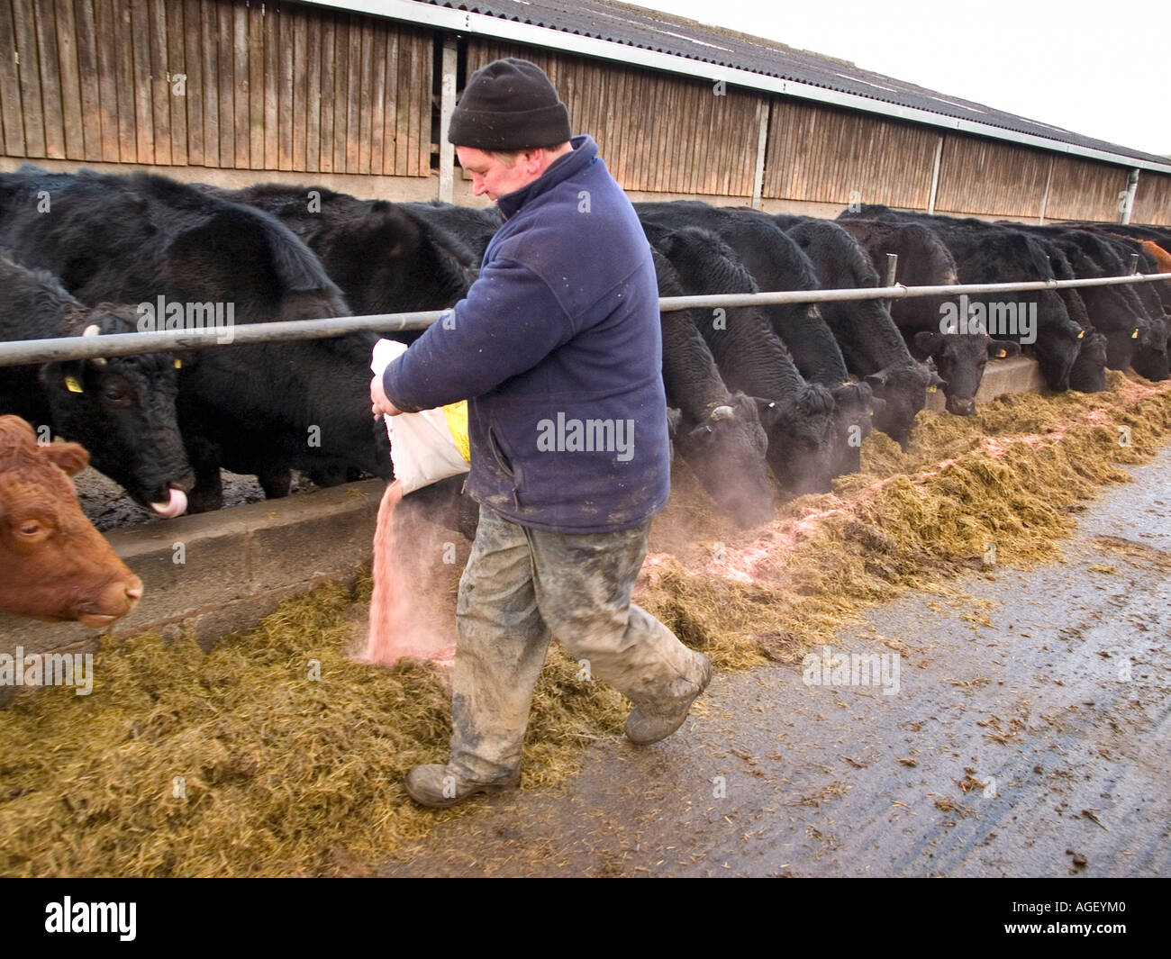 Beef farmer feeding his cattle Stock Photo Alamy