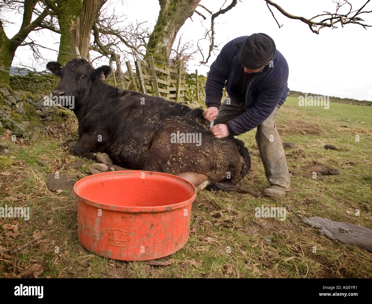 Farmer injects a sick cow Stock Photo Alamy