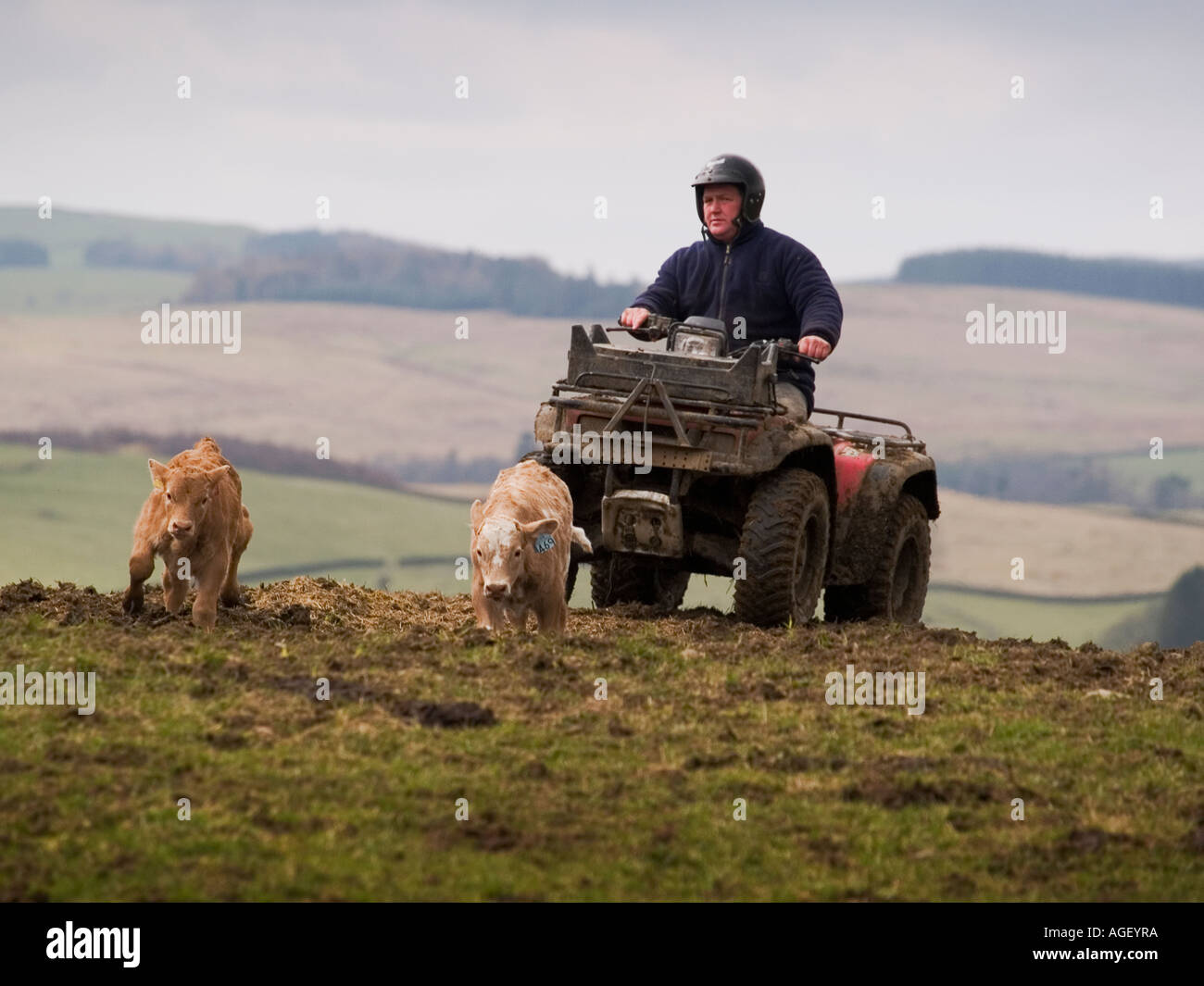 Farmer uses a quadbike to round up his herd of cattle. Stock Photo