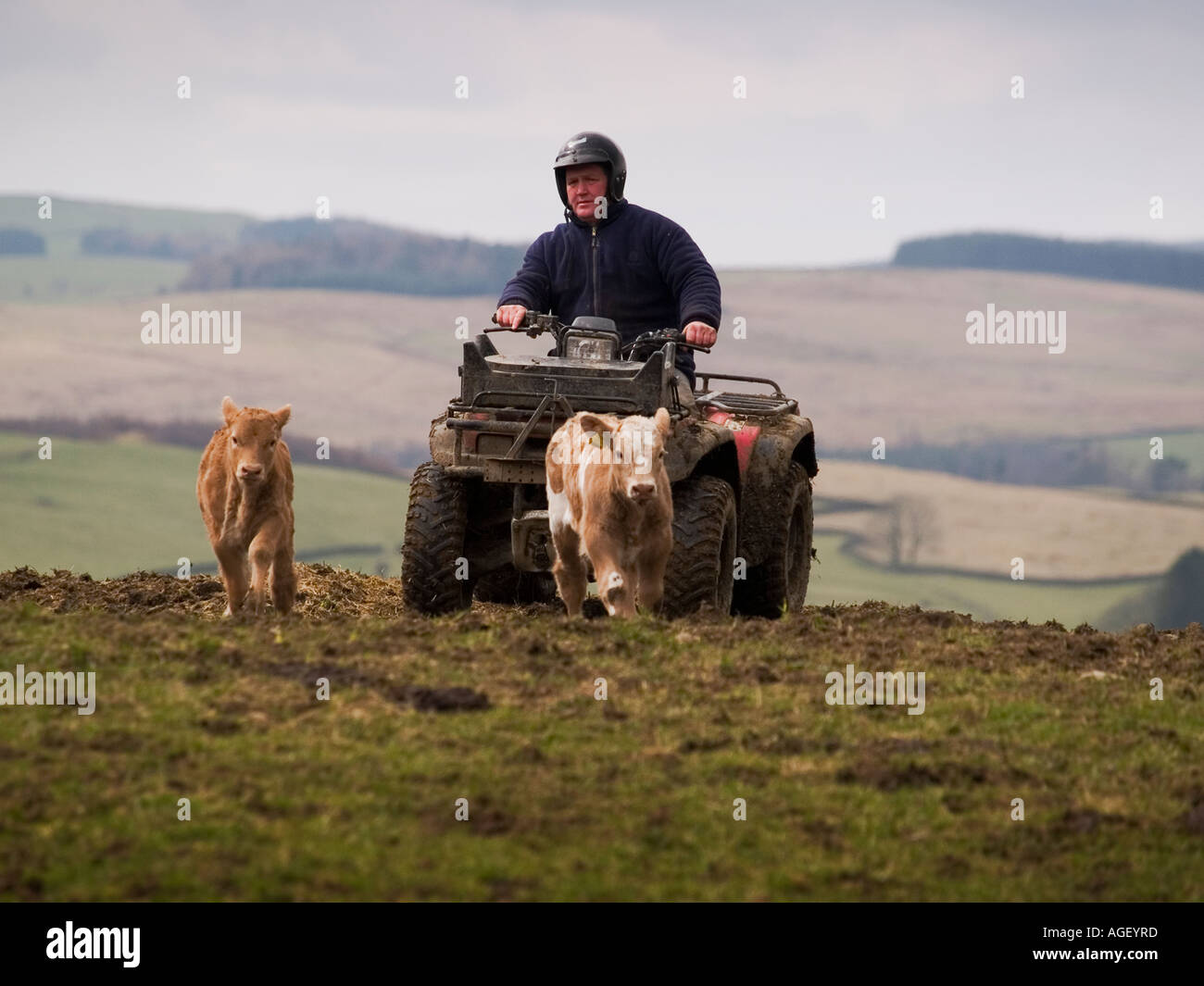 Farmer uses a quadbike to round up his herd of cattle. Stock Photo