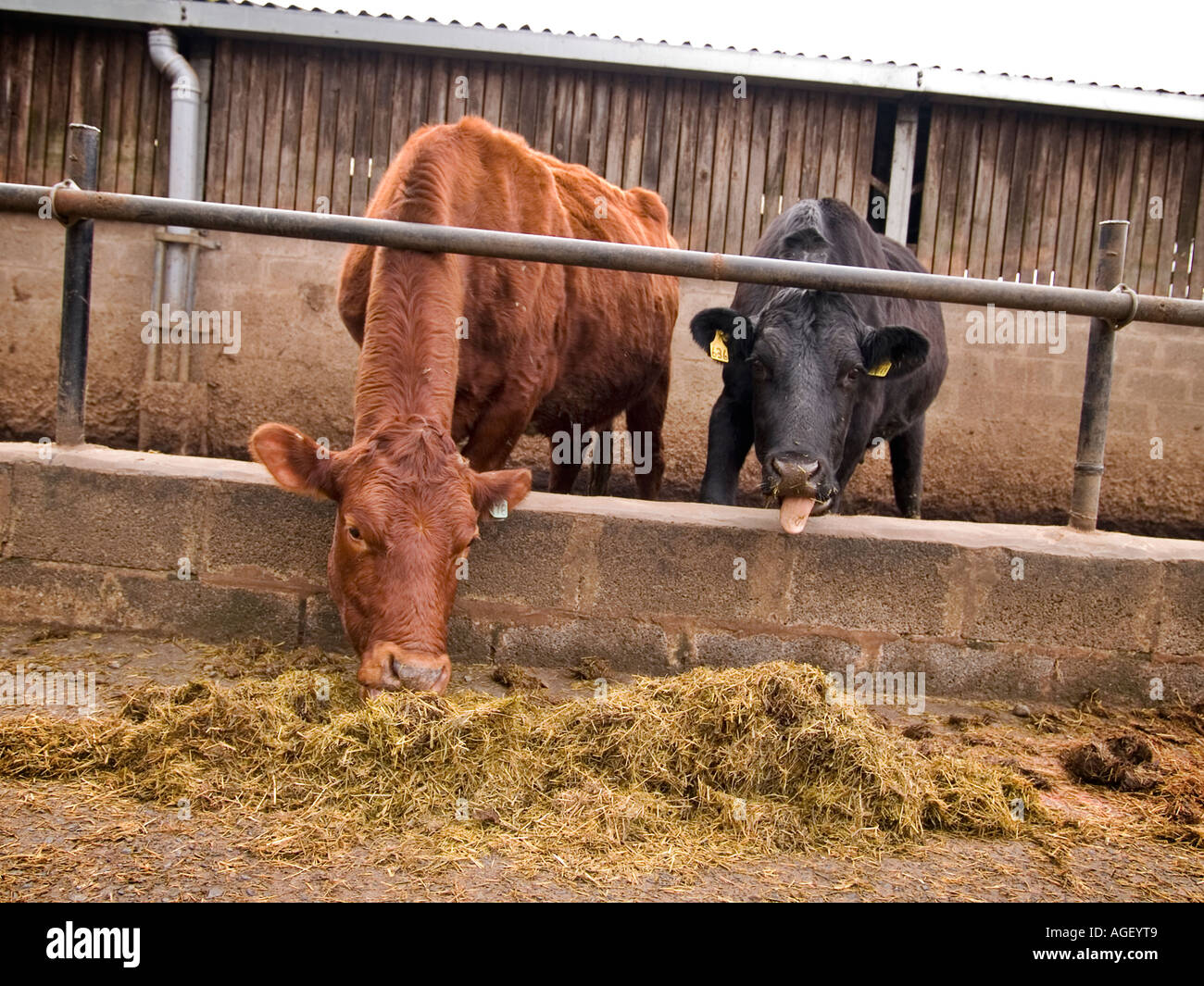 Beef cattle feeding Stock Photo Alamy