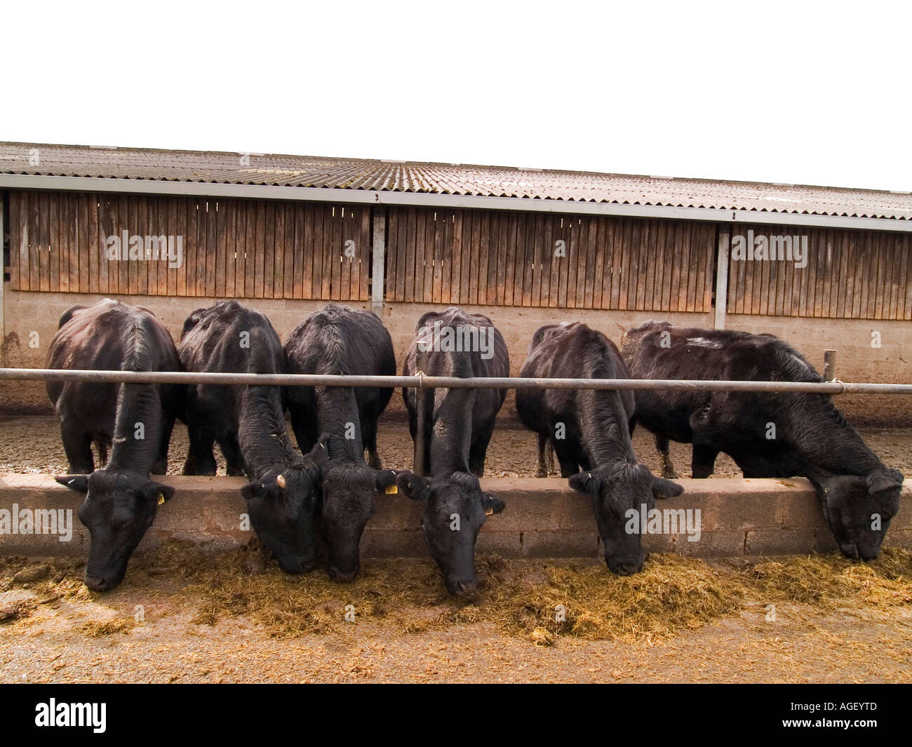 Beef cattle feeding Stock Photo Alamy