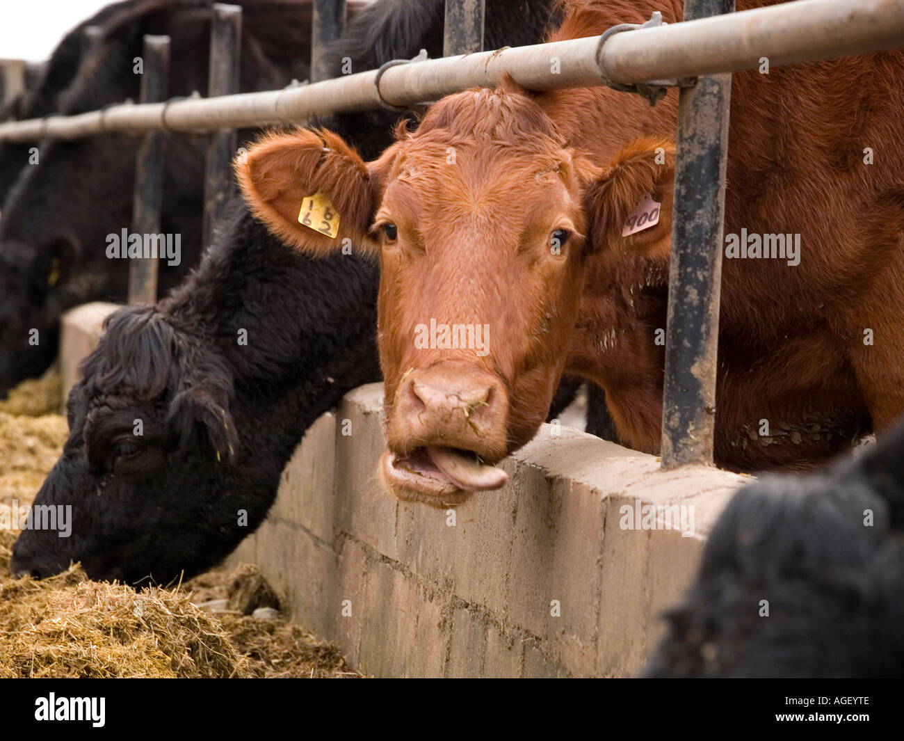 Beef cattle feeding Stock Photo Alamy