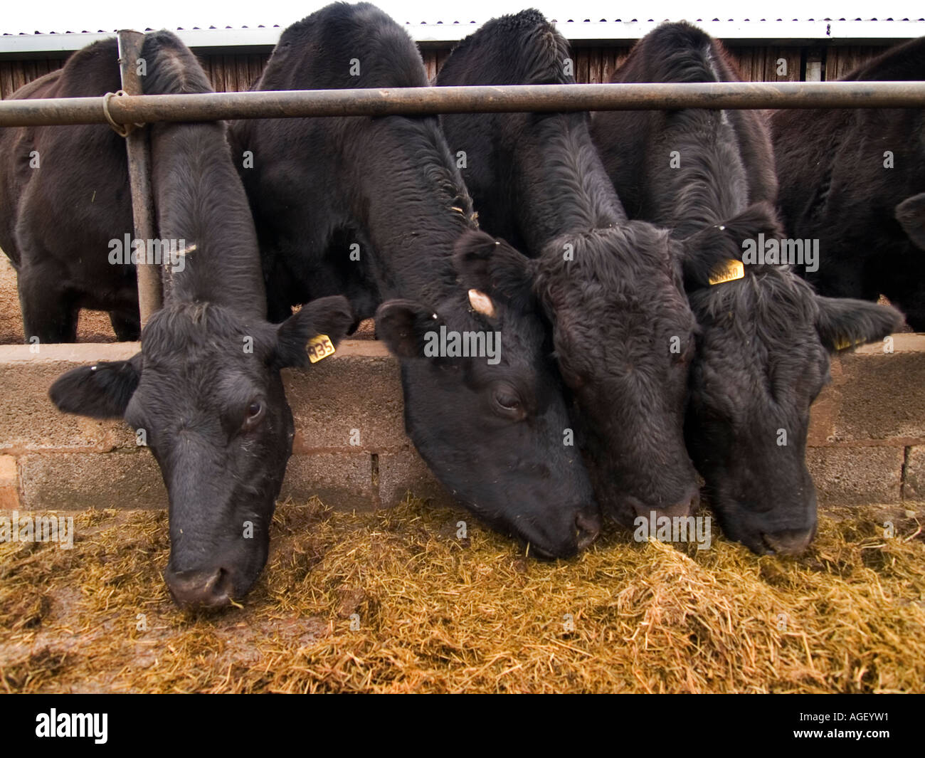 Beef cattle feeding Stock Photo Alamy