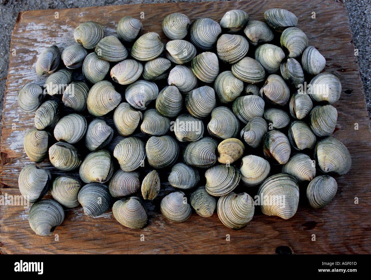 Clams mexico hires stock photography and images Alamy