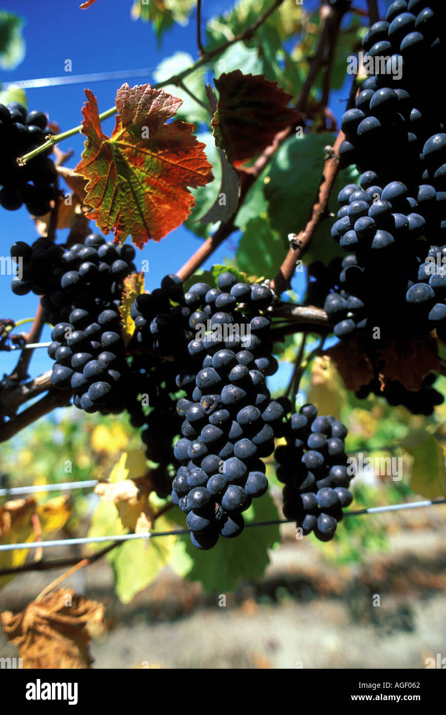 New Zealand Martinborough Vineyard red grapes Stock Photo Alamy