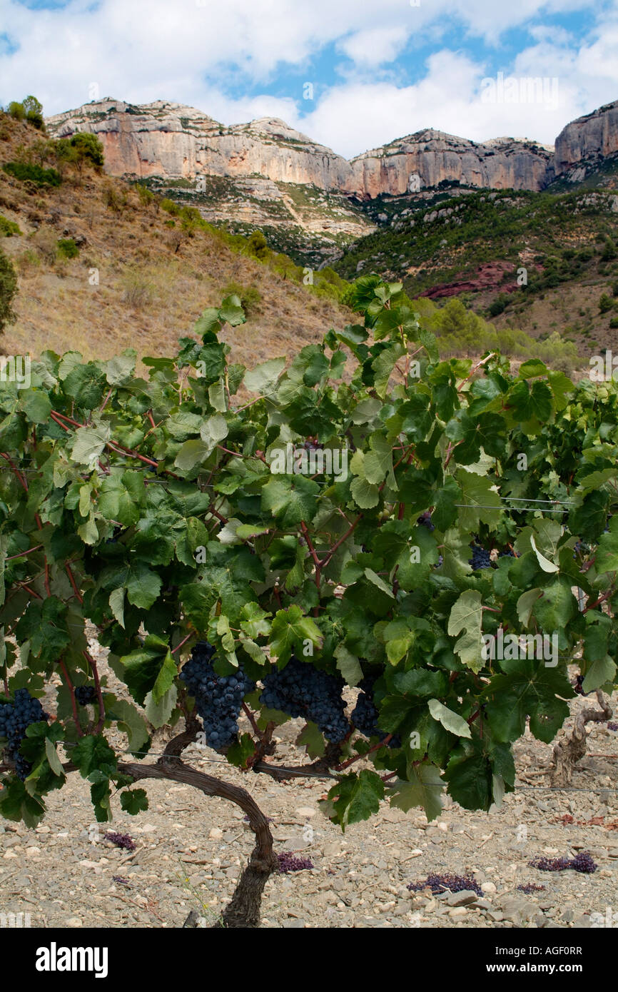 Priorat controlled denomination of origin hi-res stock photography and ...