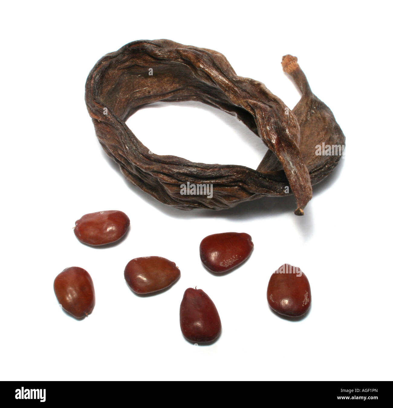 Dried carob tree (Ceratonia siliqua) seed pod and seeds Stock Photo Alamy