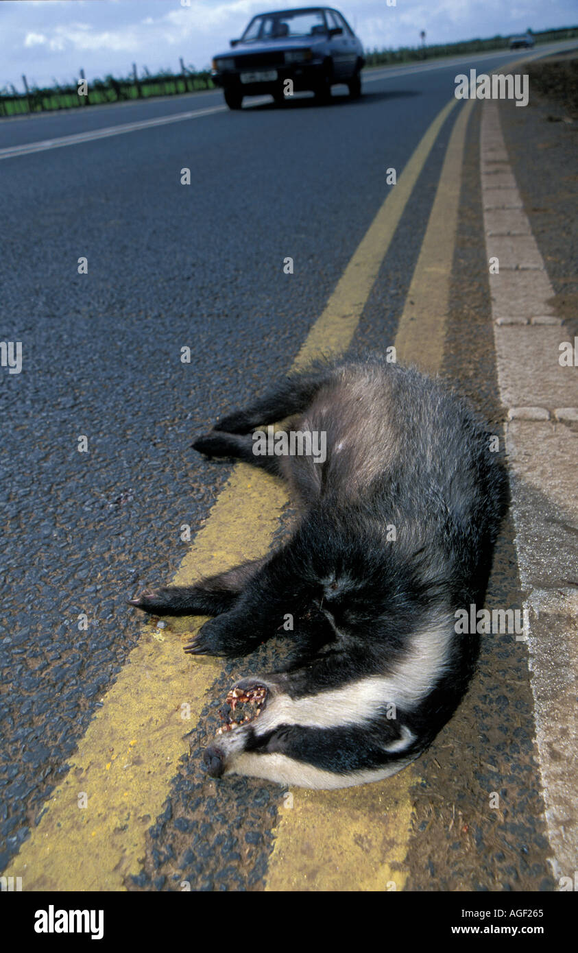 Roadkill Roadkill