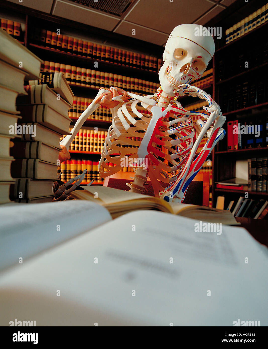Skeleton Sitting At Desk Studing And Or Reading A Book Stock Photo