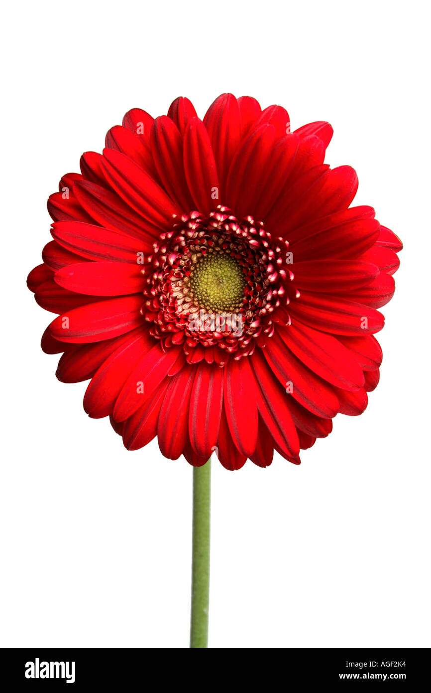 Red Gerber Daisy Stock Photo Alamy