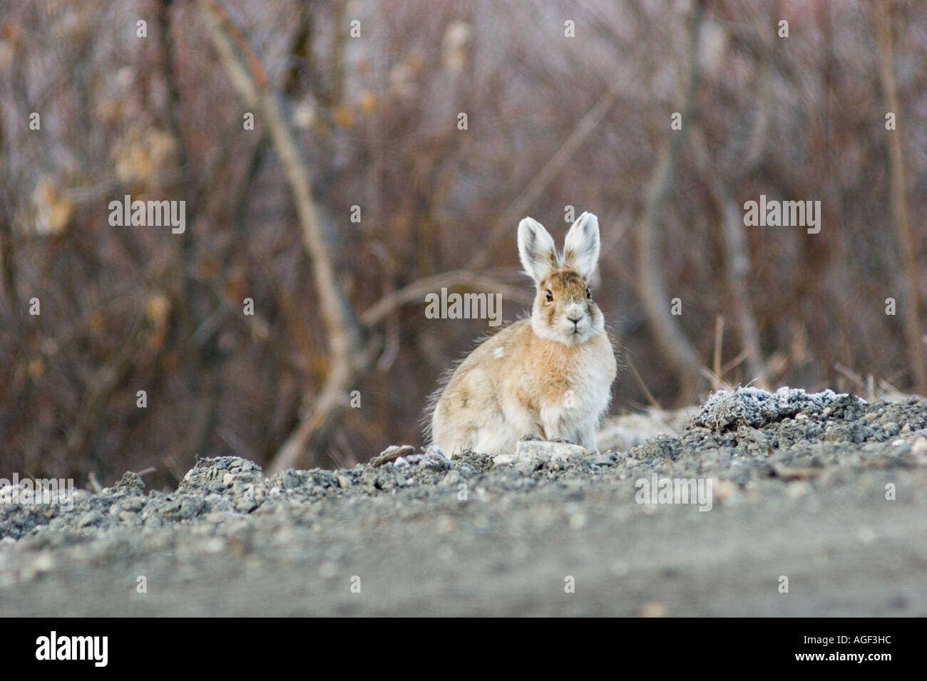 A snowshoe hare wondering what that photographer does Stock Photo Alamy