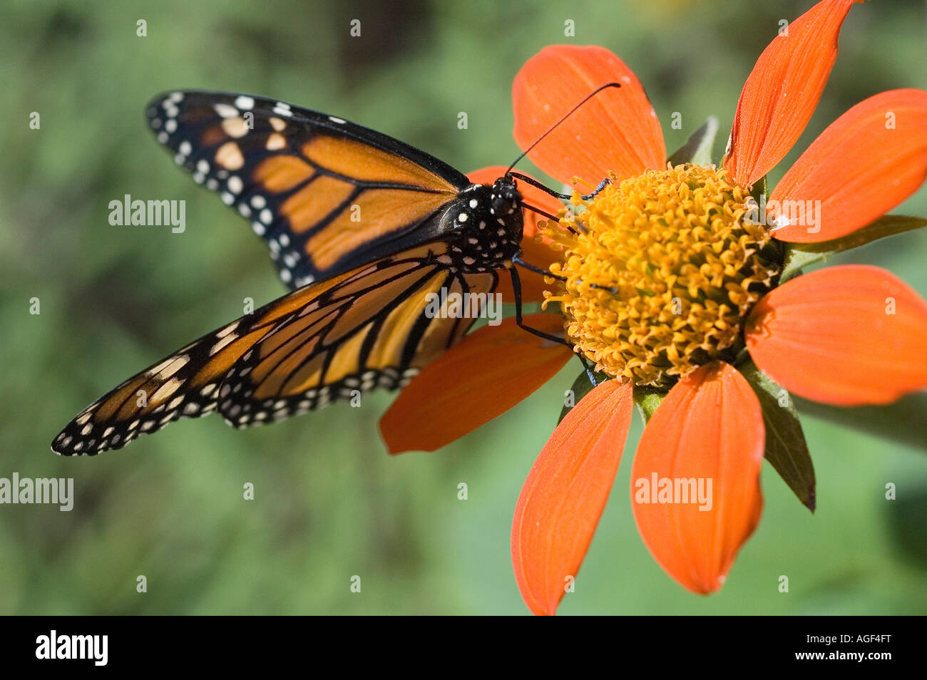 Food for Monarchs Stock Photo Alamy