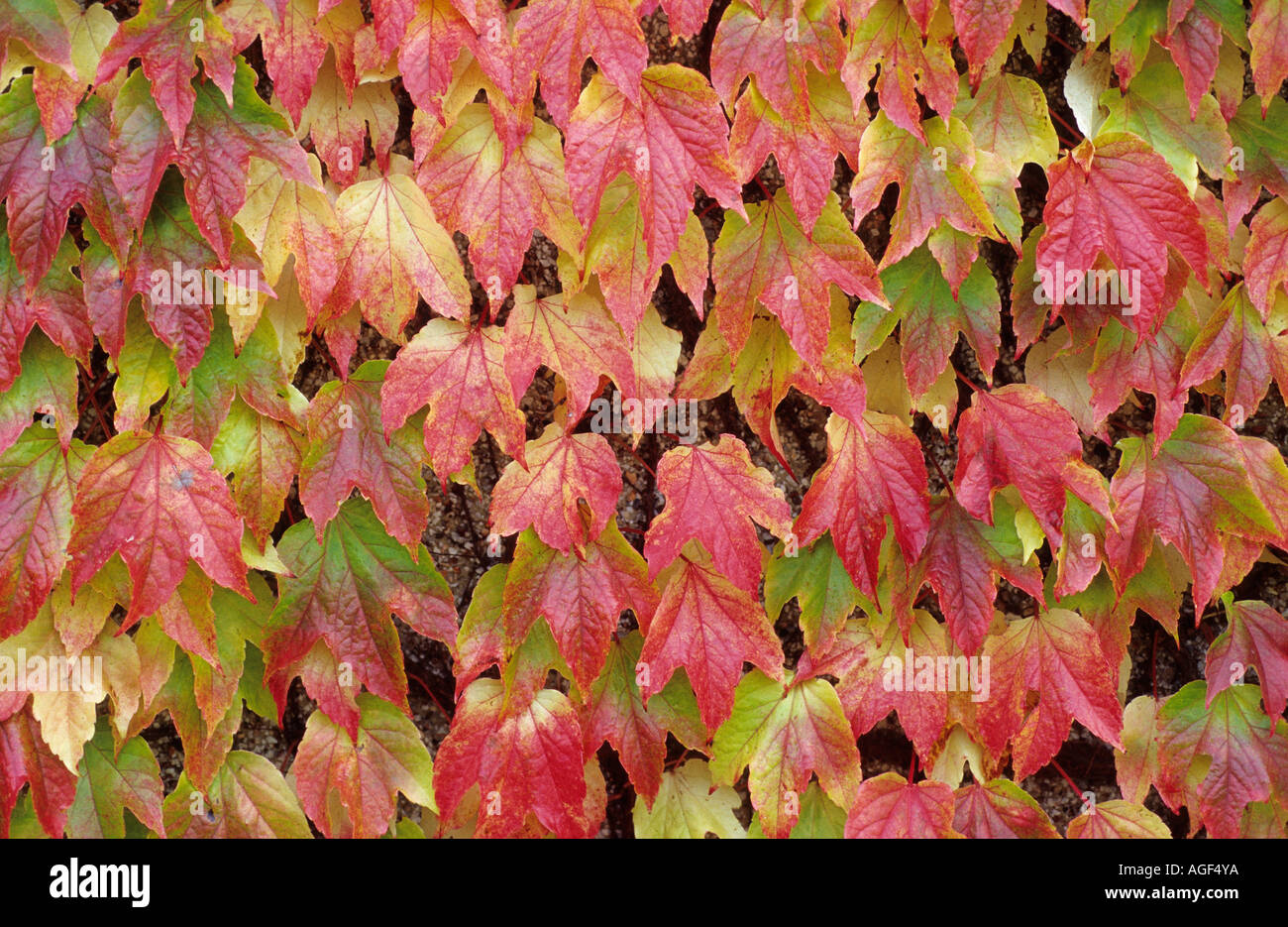 Autumn colour of tree leaves Stock Photo
