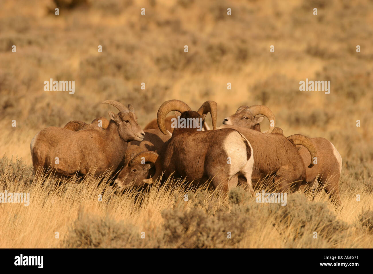 Rocky Mountain Bighorn Sheep Stock Photo - Alamy