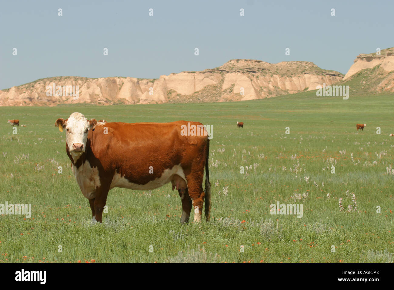 Cattle Grazing On Public Lands Stock Photo Alamy
