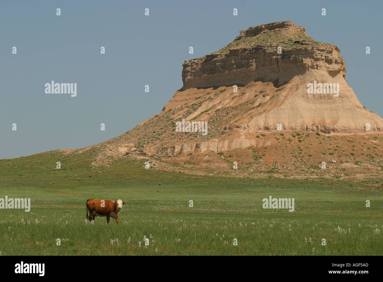 Cattle grazing on public lands Stock Photo Alamy