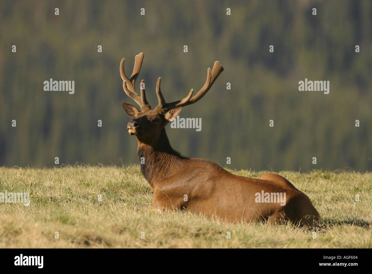 Bull elk in velvet Stock Photo - Alamy