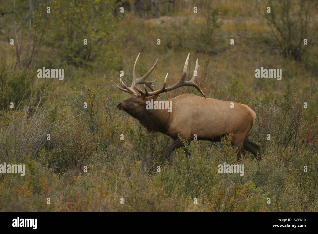 Bull elk during autumn rut Stock Photo - Alamy