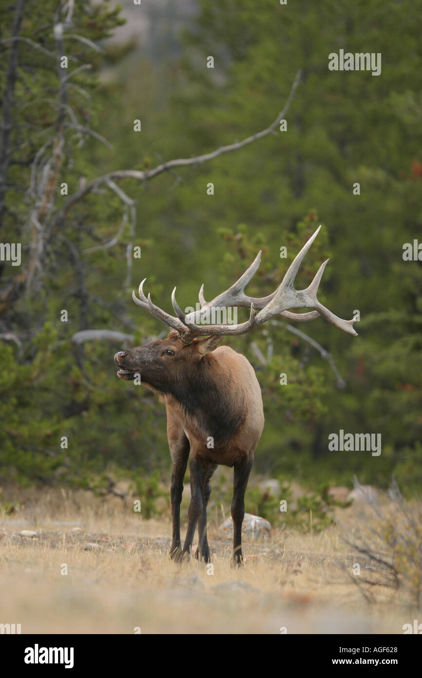 Bull elk during autumn rut Stock Photo - Alamy