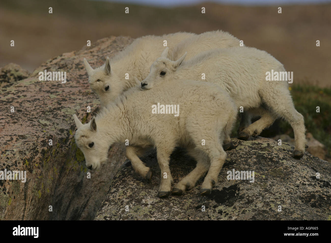 Kids and wildlife hi-res stock photography and images - Alamy