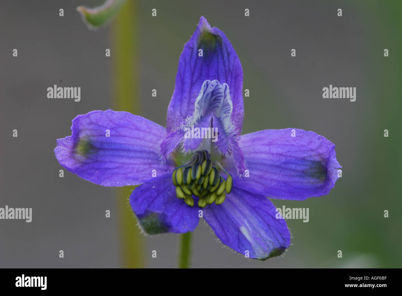 Purple larkspur wildflower hi-res stock photography and images - Alamy