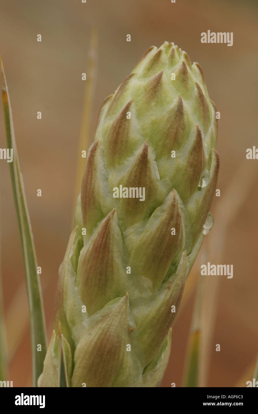 Bloom of the soapweed yucca before opening Stock Photo Alamy