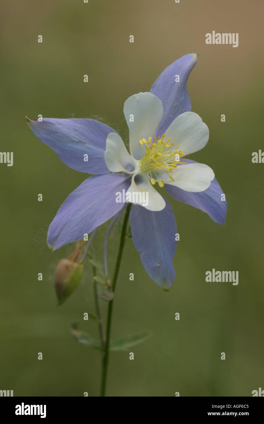 Columbine colorado state flower hires stock photography and images Alamy