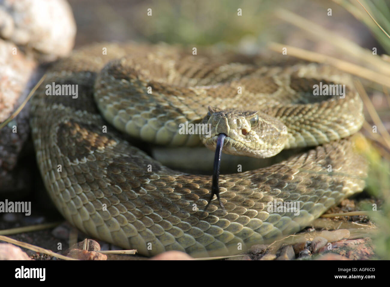 Pear Rattler Prairie rattler hi-res stock photography and images - Alamy