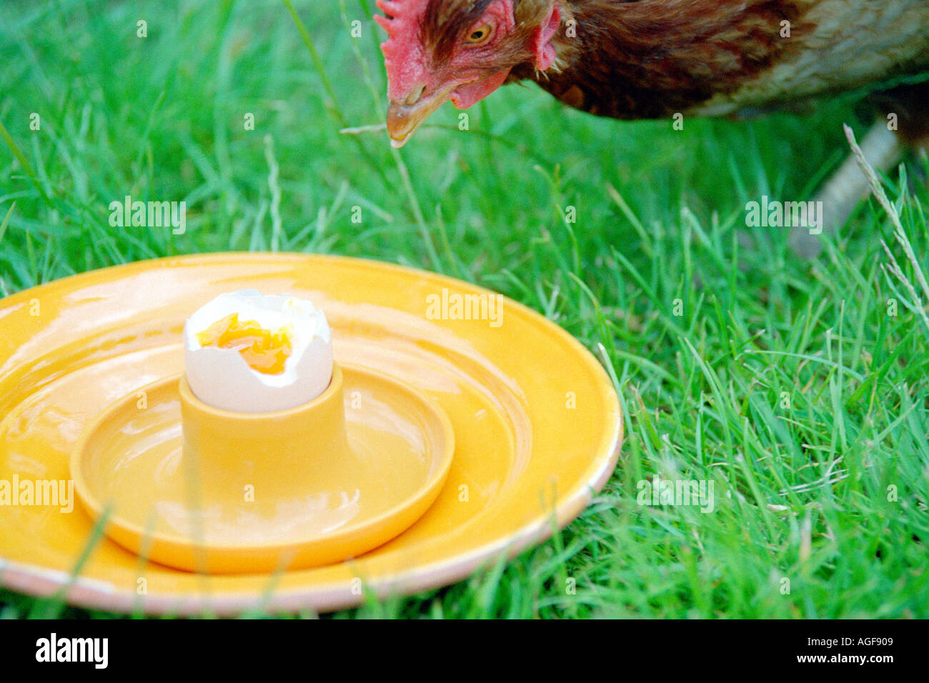 Chicken eating soft boiled egg Stock Photo Alamy