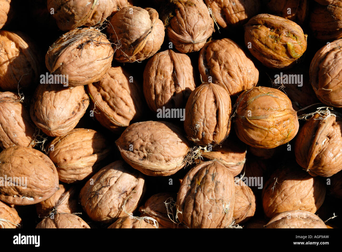 Walnuts in Shells Stock Photo Alamy