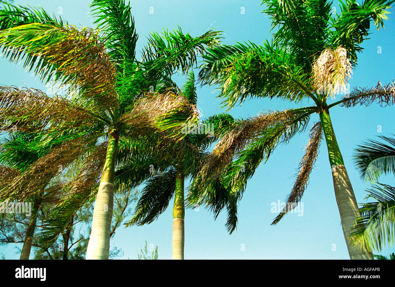 Palm trees in Jamaica Stock Photo Alamy