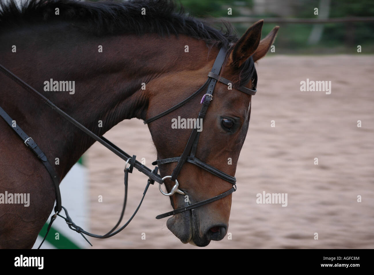 Bay horse head showing full briding including martingale and flash