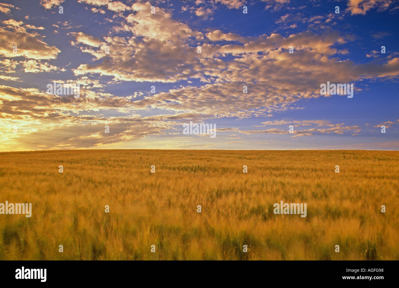 Wheatfields and clouds in late evening near Drumheller Stock Photo