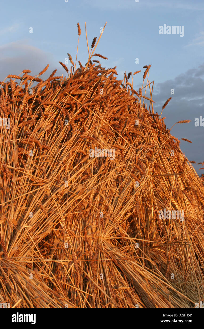 Sheaves of corn hires stock photography and images Alamy