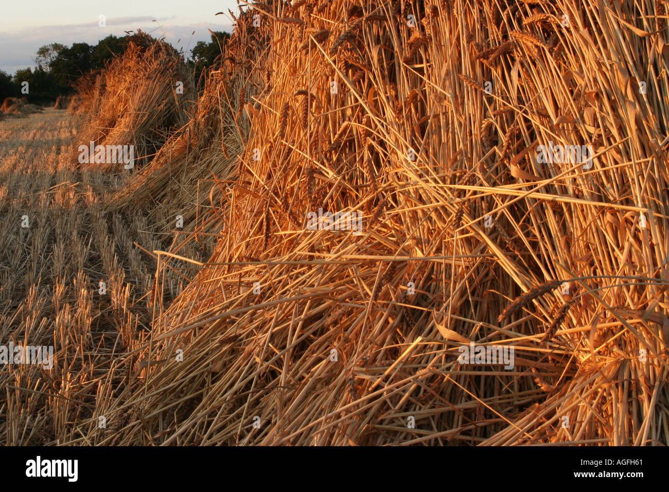 Sheaves of corn hires stock photography and images Alamy
