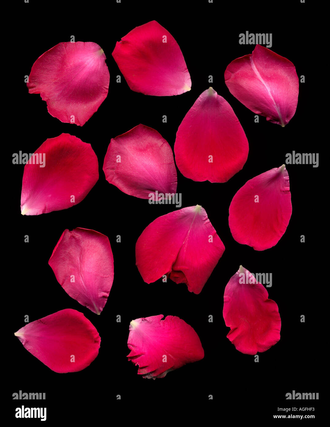 Rose petals background red hi-res stock photography and images - Alamy