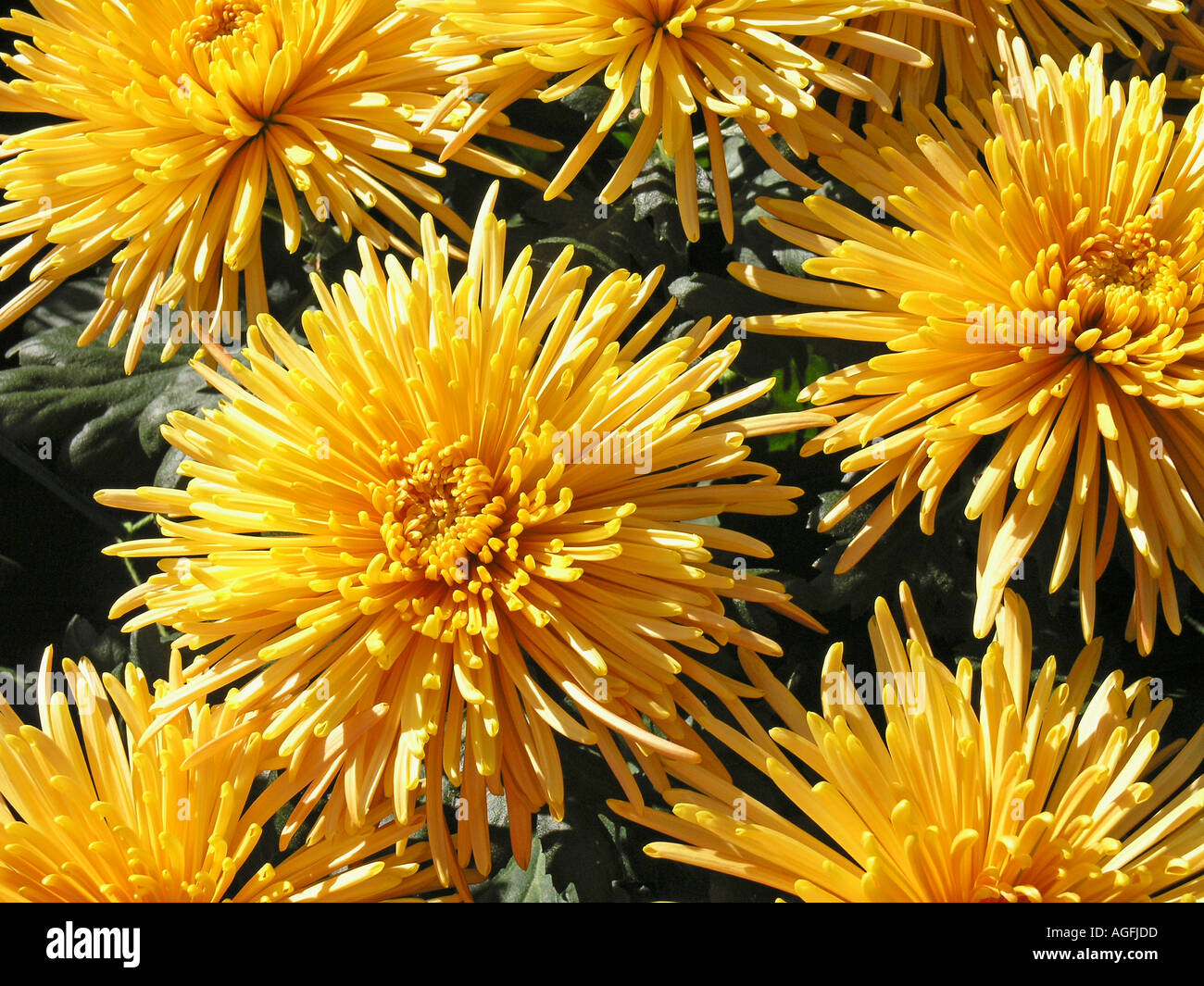 Chrysanthemum asia hi-res stock photography and images - Alamy