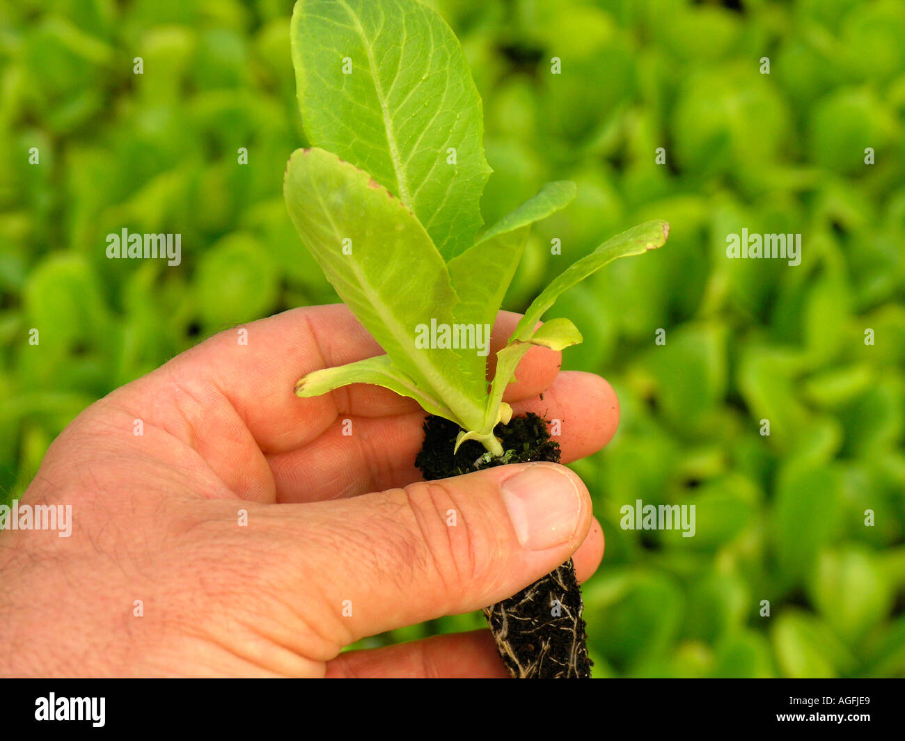 Lettuce growing in greenhouse Stock Photo