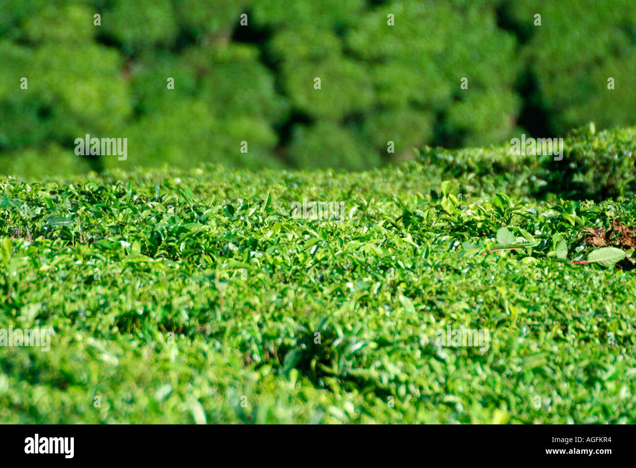 Beautiful view of team garden In Munnar , Kerala, India Stock Photo