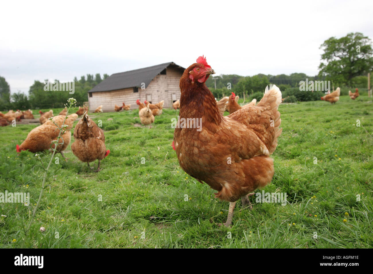 Free range chickens Shropshire UK Stock Photo - Alamy