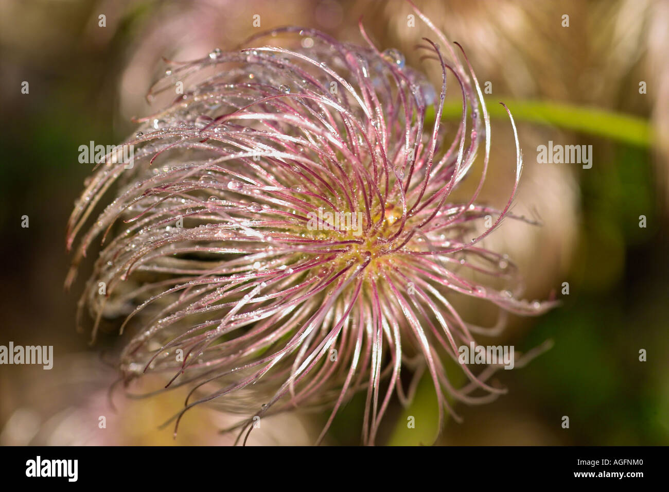 Close-up of a Clematis seed-head Stock Photo