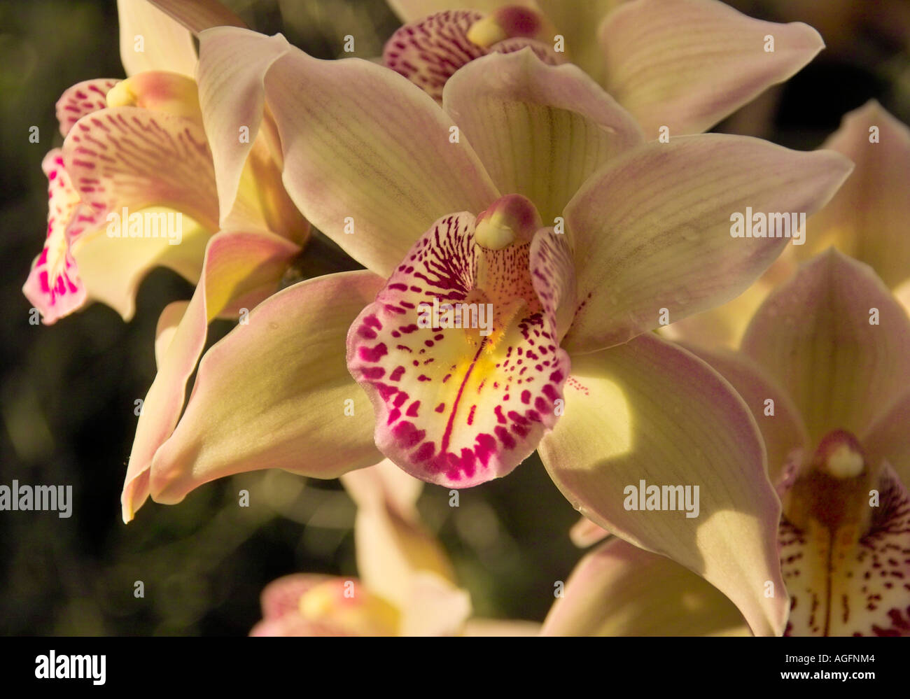 Cymbidium Orchid Stock Photo