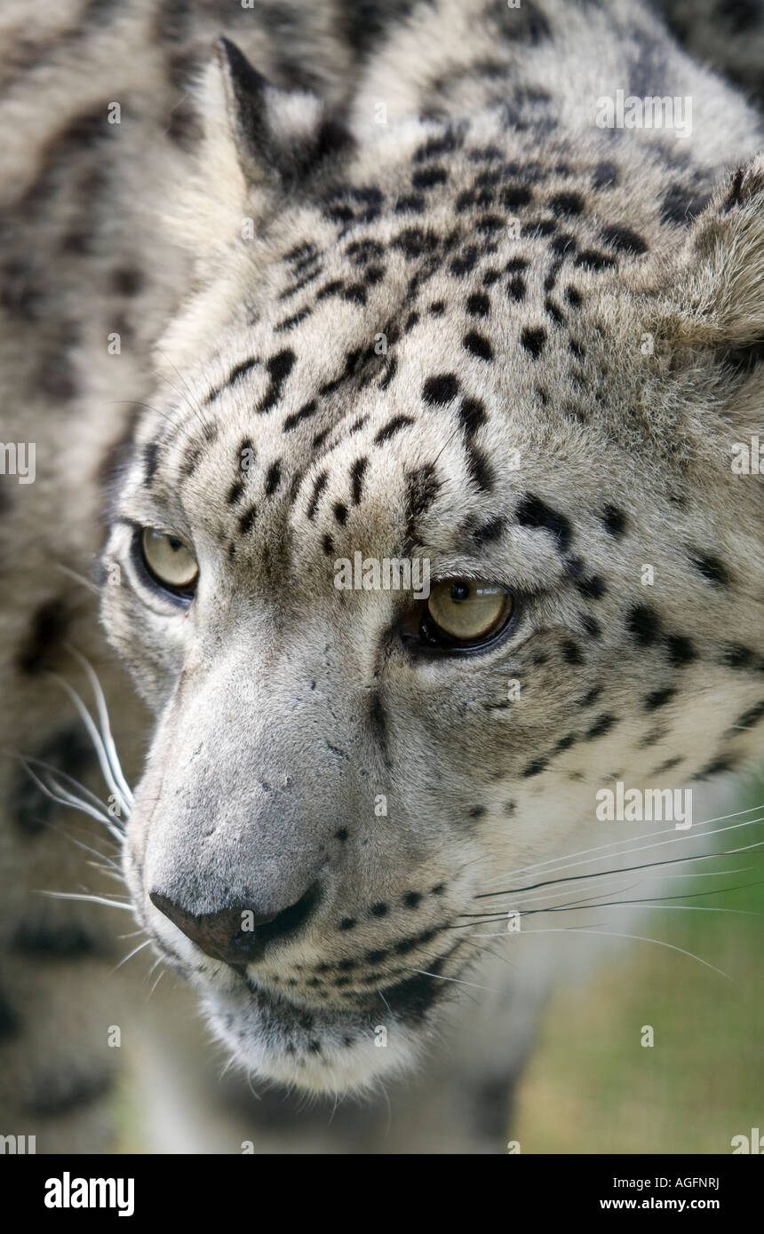 Snow Leopard on the prowl Stock Photo