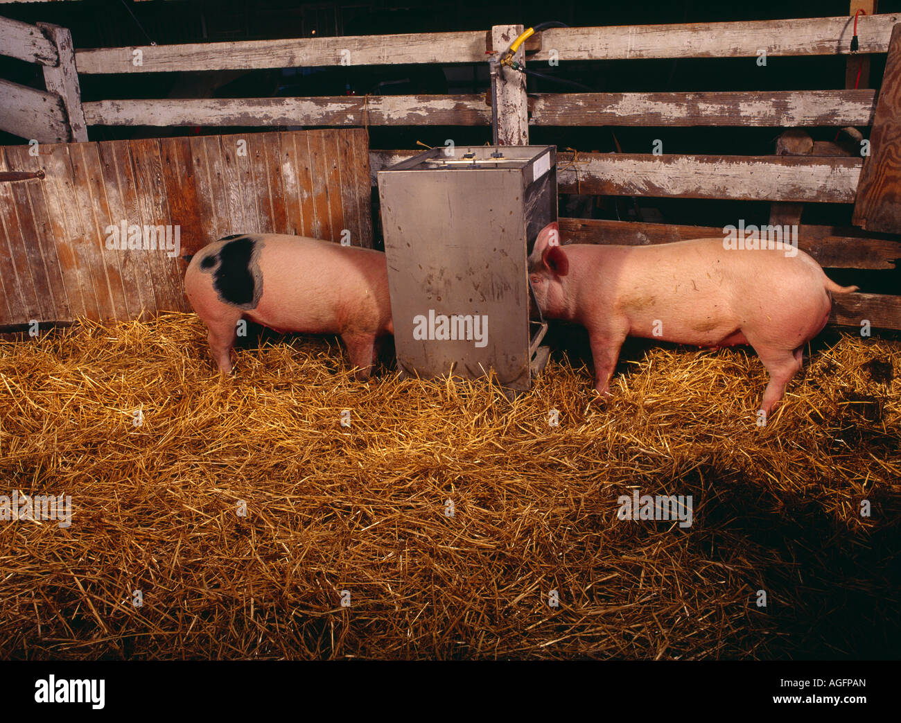 MARKET WEIGHT PIGS ON BOTH SIDES OF FEEDER EATING PENNSYLVANIA Stock