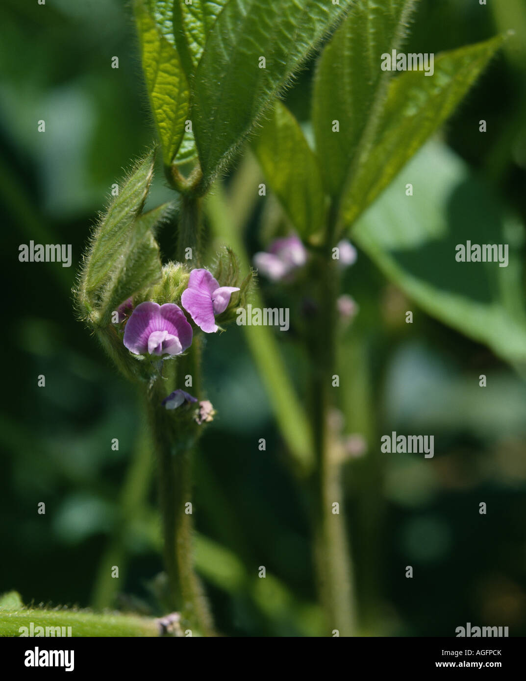 Flowering soybean hires stock photography and images Alamy