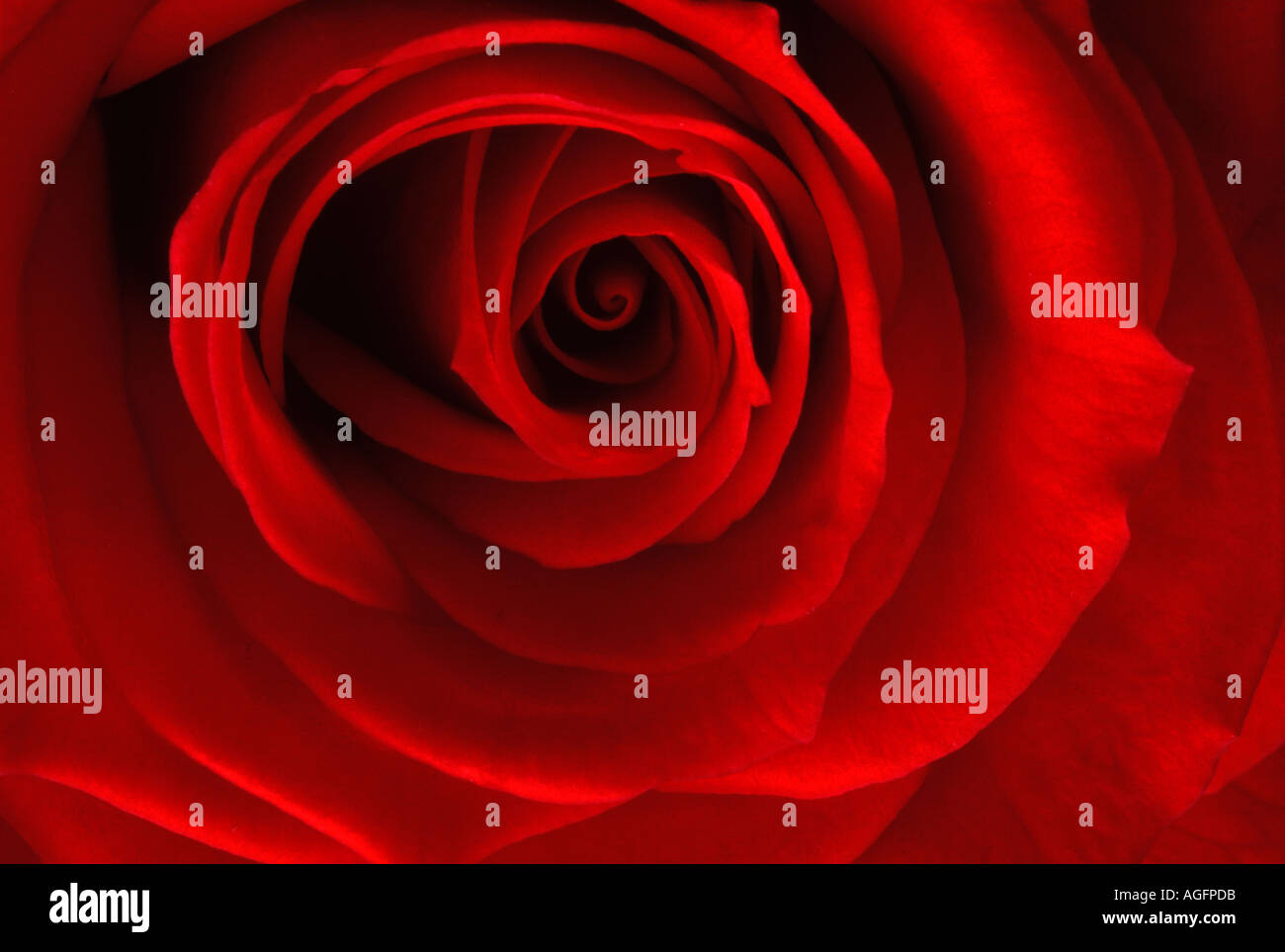 One rose for birthday hi-res stock photography and images - Alamy
