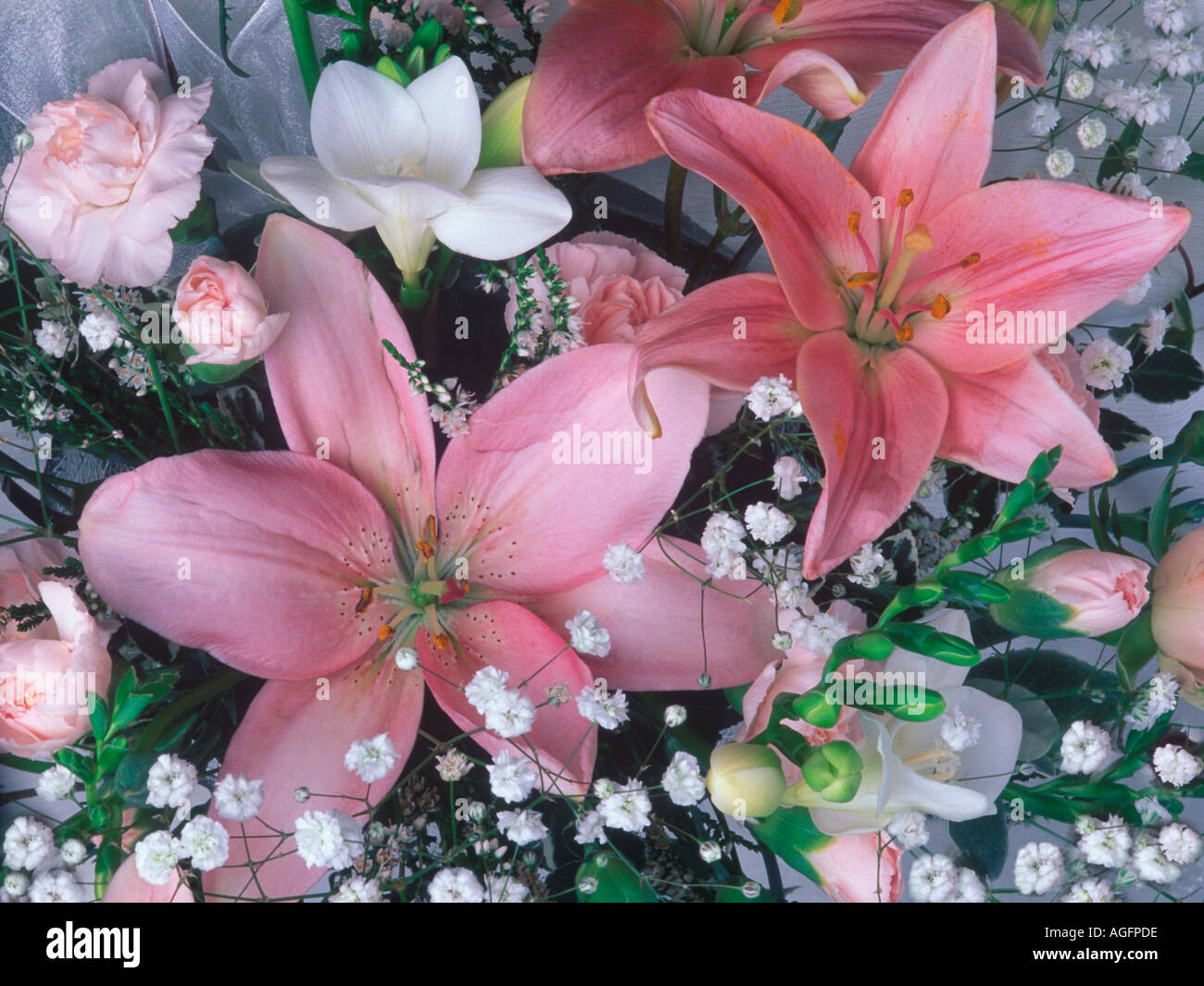 Attractive pink white flowers hi-res stock photography and images - Alamy